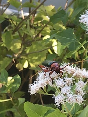 Stenaspis verticalis insignis