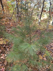 Pinus resinosa