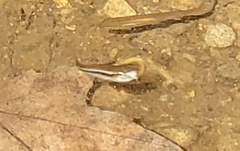 Rhinichthys atratulus