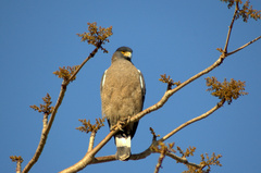 Spilornis cheela melanotis