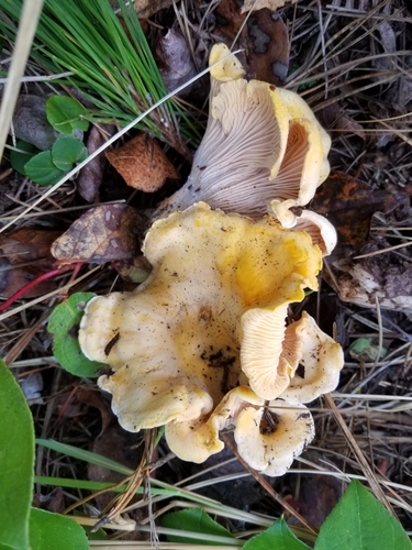 Cascade Chanterelle