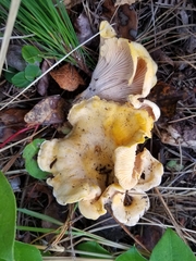Cantharellus cascadensis