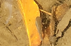 Rhinichthys atratulus