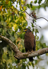 Spilornis cheela pallidus