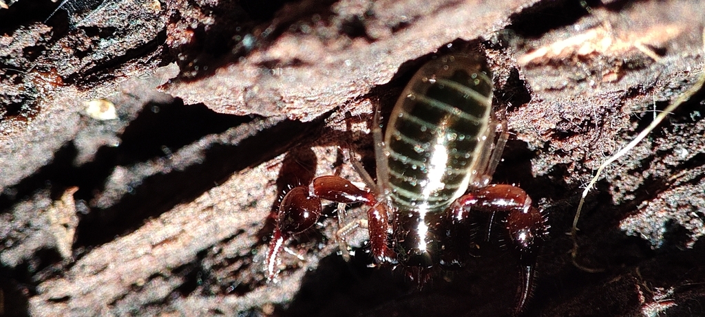 Calocheiridius