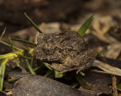 Eupsophus vertebralis