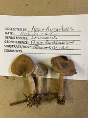 Lactarius luculentus