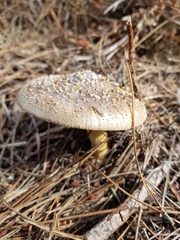 Amanita augusta