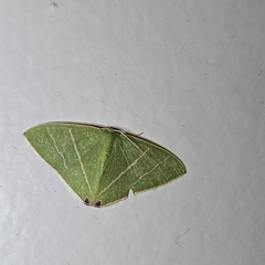 Urolitha bipunctifera