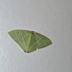 Urolitha bipunctifera