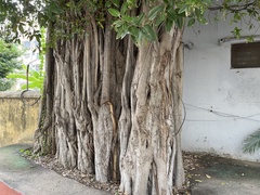 Ficus mollis