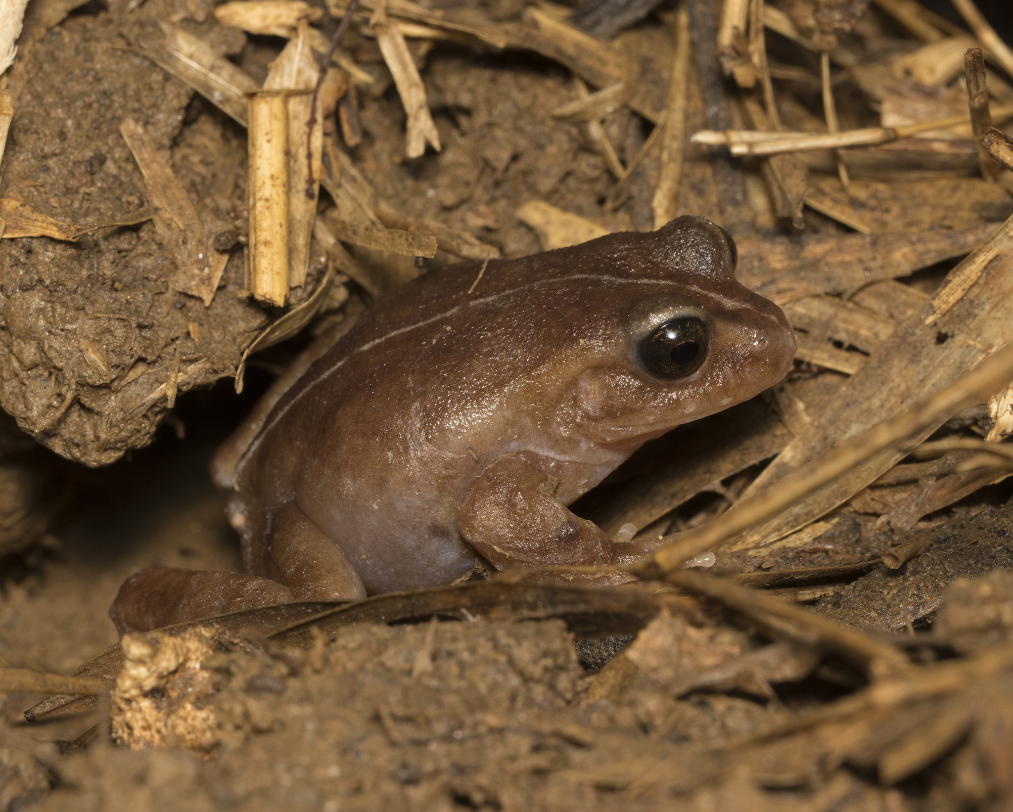 Eupsophus altor Nuñez, Rabanal & Formas, 2012