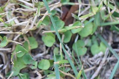 Dichondra carolinensis