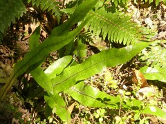 Microsorum pustulatum pustulatum