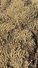 Azorelloideae