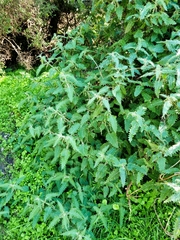 Urtica ferox