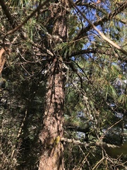 Pinus wallichiana