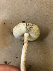 Amanita porphyria
