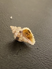 Paciocinebrina circumtexta