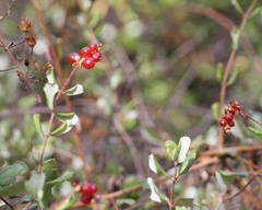 Lonicera subspicata denudata