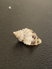 Paciocinebrina circumtexta