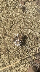Azorelloideae