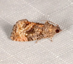 Gymnandrosoma punctidiscanum