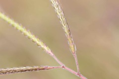 Dichanthium aristatum