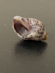 Acanthinucella punctulata