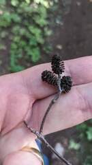 Alnus incana rugosa