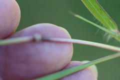 Dichanthium aristatum