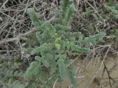 Phacelia ramosissima