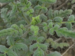 Phacelia ramosissima