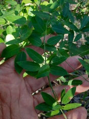 Metastelma barbigerum