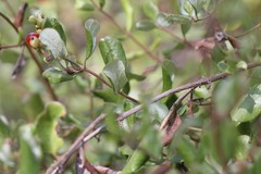 Lonicera subspicata denudata