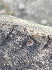 Phrurolithidae