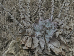 Dudleya pulverulenta