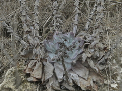 Dudleya pulverulenta