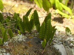 Microsorum pustulatum pustulatum