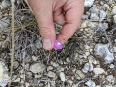Agalinis edwardsiana