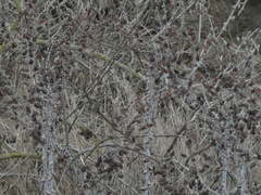 Dudleya pulverulenta