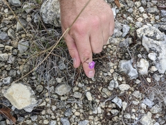 Agalinis edwardsiana