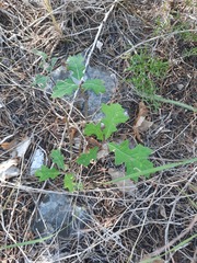 Quercus buckleyi