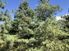 Pinus wallichiana