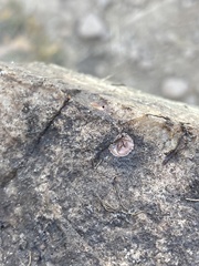 Phrurolithidae