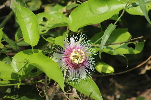Image of Passiflora serratifolia by (c) Adrianh M. Orozco, some rights reserved (CC BY)