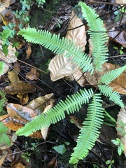 Dicranopteris pedata