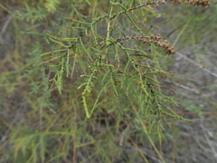 Tamarix chinensis