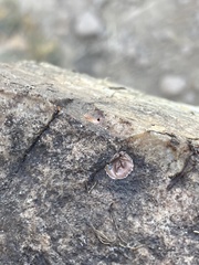 Phrurolithidae