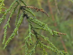 Tamarix chinensis